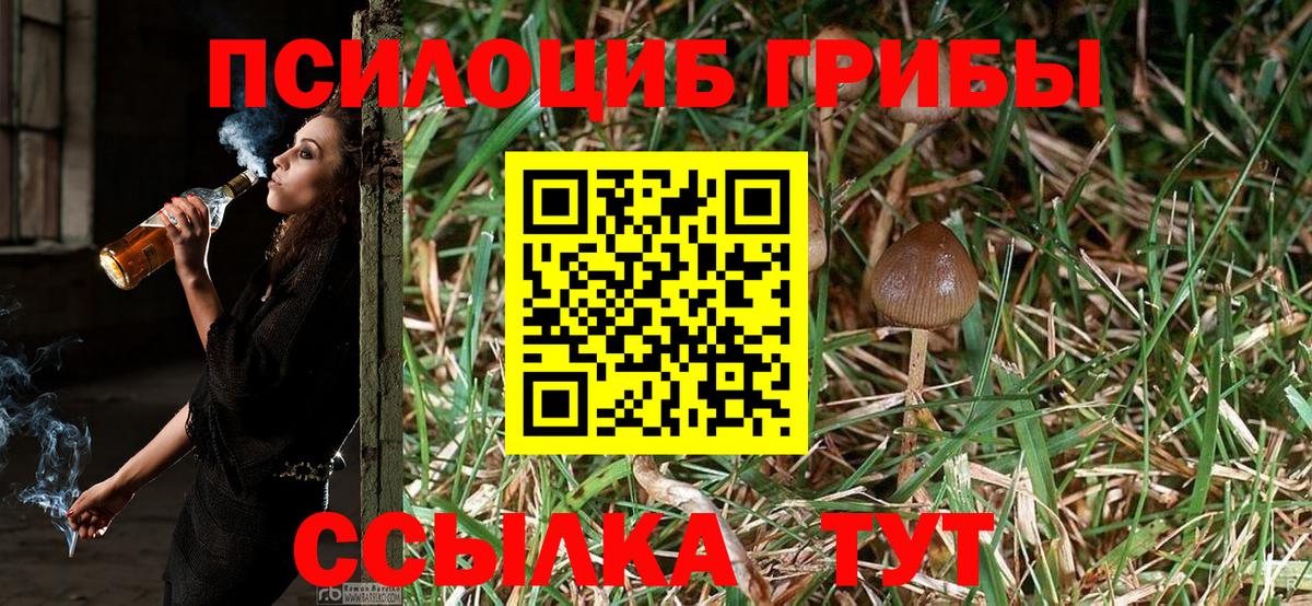 Псилоцибиновые грибы Psilocybe Северобайкальск